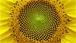Golden Ratio 2 